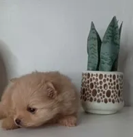 AKC Teddy Bear face Holly, a female Pomeranian for sale in Westminster, CO – Photo 2 of 8