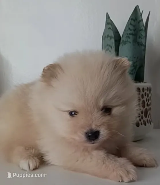 AKC Teddy Bear face Chance