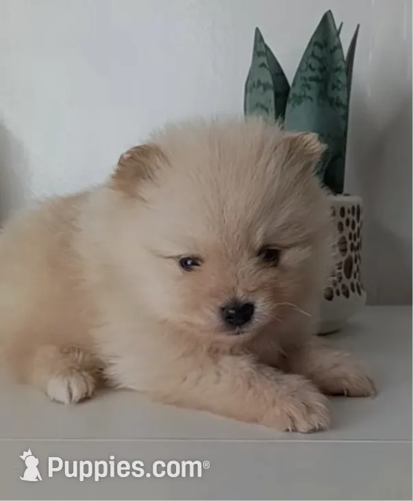 processed/8729fef0-b087-4bdd-a16e-6590aa806a68/listing/2fdcafdd-ae04-48ca-be87-201de2f632c3/3eeb7359-04fa-4b5b-bdbe-b77f130d0aff