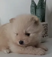 processed/8729fef0-b087-4bdd-a16e-6590aa806a68/listing/2fdcafdd-ae04-48ca-be87-201de2f632c3/f6d5cef7-8281-4f41-9ff4-c84313090bb8