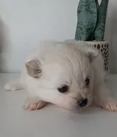 AKC Female Pomeranian Bella, a female Pomeranian for sale in Westminster, CO – Photo 3 of 4