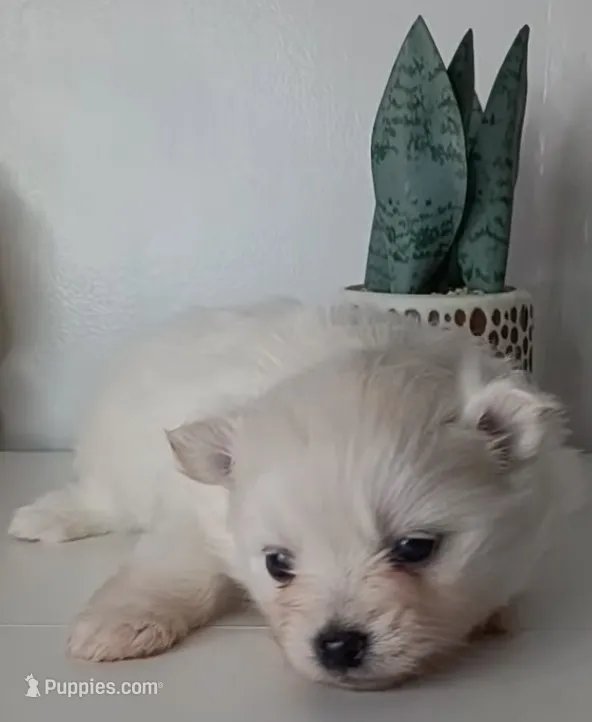 AKC Female Pomeranian Bella