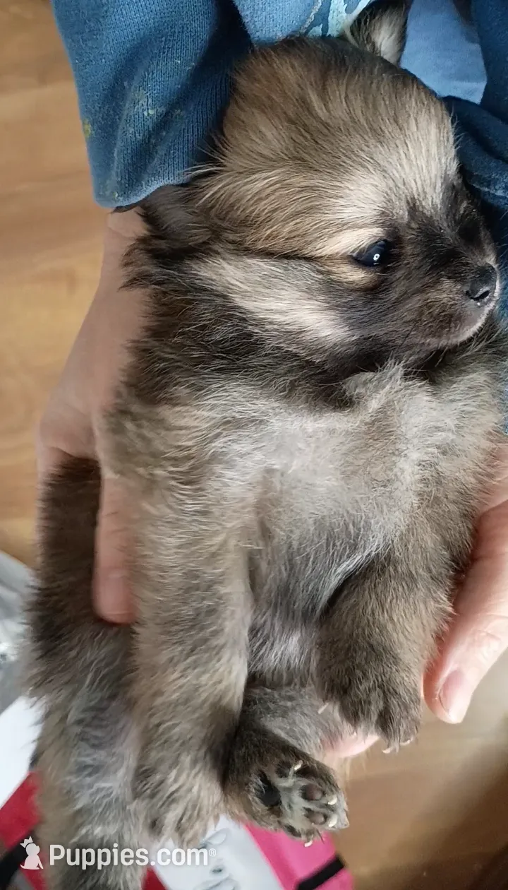 AKC Teddy Bear face, a male Pomeranian for sale in Westminster, CO – Photo 3 of 10