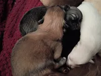 AKC Teddy Bear face, a male Pomeranian for sale in Westminster, CO – Photo 9 of 10