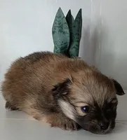 AKC Teddy Bear face, a male Pomeranian for sale in Westminster, CO – Photo 1 of 10