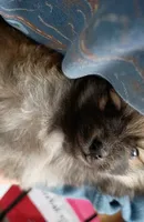 AKC Teddy Bear face, a male Pomeranian for sale in Westminster, CO – Photo 2 of 10