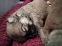 AKC Teddy Bear face, a male Pomeranian for sale in Westminster, CO – Photo 6 of 10