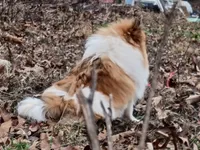 AKC Teddy Bear face, a male Pomeranian for sale in Westminster, CO – Photo 5 of 10