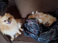 processed/8729fef0-b087-4bdd-a16e-6590aa806a68/listing/bb1be34e-6bfd-493d-bd20-5785157d3df2/de8361ec-b260-4589-b90f-3138d3b80c4f