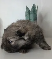 AKC Male Wolf sabel Balto, a male Pomeranian for sale in Westminster, CO – Photo 8 of 9