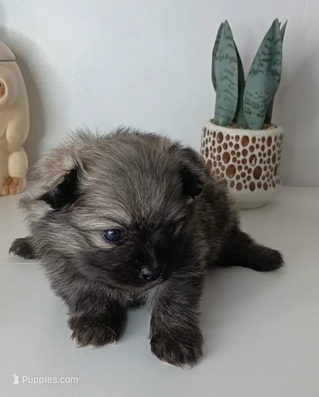 AKC Male Wolf sabel Balto