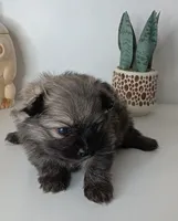 AKC Male Wolf sabel Balto, a male Pomeranian for sale in Westminster, CO – Photo 1 of 9