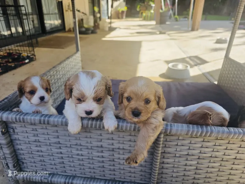 Coucco Kristal,  – Cavalier King Charles Spaniel puppy for sale in Visalia, CA
