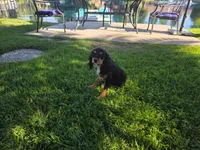 Coucco Kristal, taxudo , a male Cavalier King Charles Spaniel for sale in Visalia, CA – 3 of 7