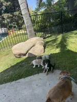 Coucco Kristal, taxudo , a male Cavalier King Charles Spaniel for sale in Visalia, CA – 7 of 7