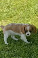 Coucco Kristal, taxudo , a male Cavalier King Charles Spaniel for sale in Visalia, CA – 4 of 7