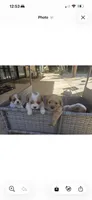 Coucco Kristal, , a male Cavalier King Charles Spaniel for sale in Visalia, CA – 9 of 9