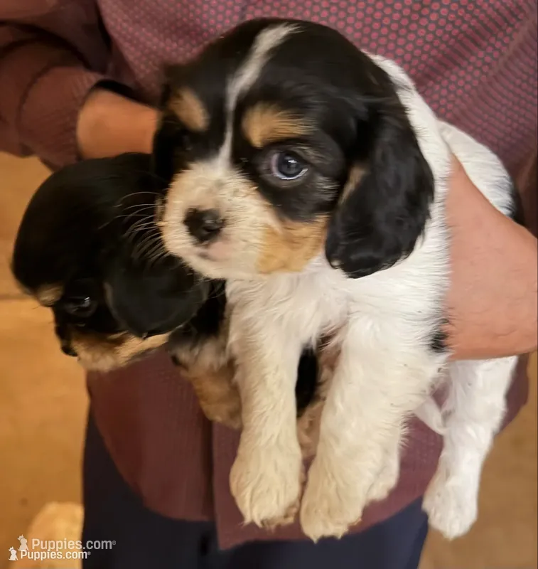 Couco – Cavalier King Charles Spaniel puppy for sale in Visalia, CA