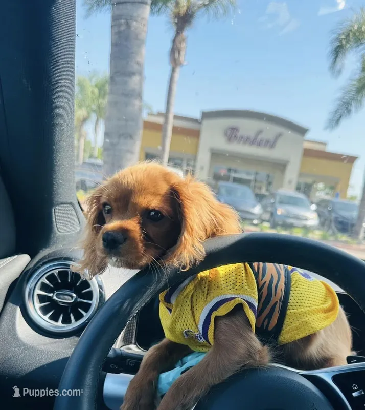 Couco – Cavalier King Charles Spaniel puppy for sale in Visalia, CA