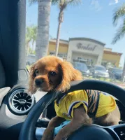 Couco, a female Cavalier King Charles Spaniel for sale in Visalia, CA – 1 of 4