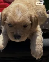 Coucco Kristal, , a male Cavalier King Charles Spaniel for sale in Visalia, CA – 8 of 9