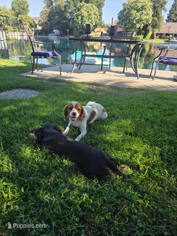 Coucco Kristal, taxudo  – Cavalier King Charles Spaniel puppy for sale in Visalia, CA