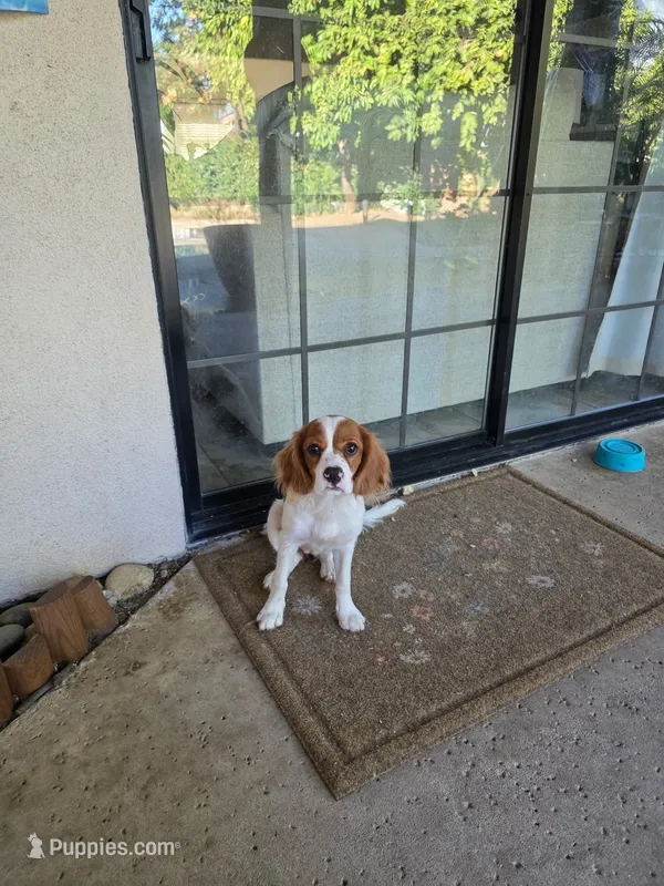 Couco – Cavalier King Charles Spaniel puppy for sale in Visalia, CA