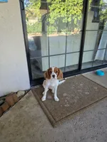 Couco, a male Cavalier King Charles Spaniel for sale in Visalia, CA – 1 of 4