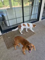 Couco, a male Cavalier King Charles Spaniel for sale in Visalia, CA – 2 of 4
