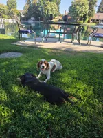 Couco, a male Cavalier King Charles Spaniel for sale in Visalia, CA – 3 of 4