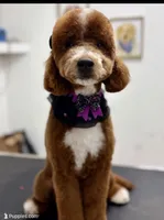 Cherry, a female Goldendoodle and Miniature Goldendoodle for sale in San Antonio, TX – Photo 5 of 5