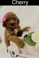 Cherry, a female Goldendoodle and Miniature Goldendoodle for sale in San Antonio, TX – Photo 3 of 5
