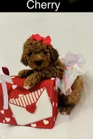 Cherry, a female Goldendoodle and Miniature Goldendoodle for sale in San Antonio, TX – Photo 1 of 5