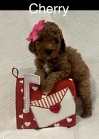 Cherry, a female Goldendoodle and Miniature Goldendoodle for sale in San Antonio, TX – Photo 2 of 5