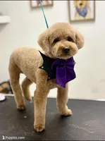 Cherry, a female Goldendoodle and Miniature Goldendoodle for sale in San Antonio, TX – Photo 4 of 5