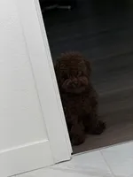 Bahm, a female Poodle - Toy  for sale in Los Angeles, CA – Photo 7 of 7