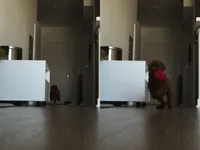 Bahm, a female Poodle - Toy  for sale in Los Angeles, CA – Photo 4 of 7