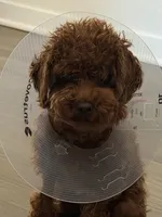 Bahm, a female Poodle - Toy  for sale in Los Angeles, CA – Photo 2 of 7