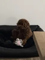 Bahm, a female Poodle - Toy  for sale in Los Angeles, CA – Photo 3 of 7