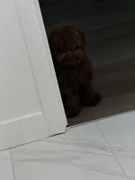 Bahm, a female Poodle - Toy  for sale in Los Angeles, CA – Photo 5 of 7