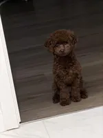 Bahm, a female Poodle - Toy  for sale in Los Angeles, CA – Photo 6 of 7