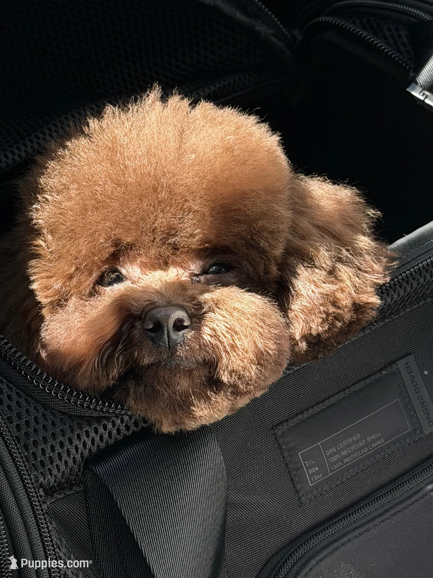 Bahm – Poodle - Toy  puppy for sale in Los Angeles, CA