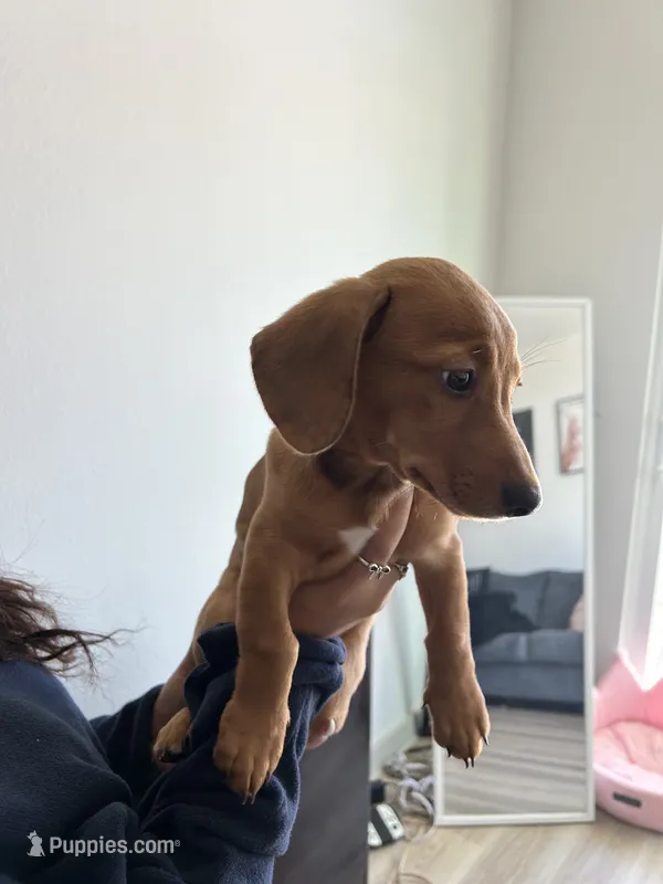 Nola – Australian Shepherd, Dachshund puppy for sale in San Marcos, TX
