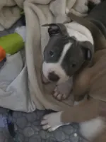 Betty, a female American Staffordshire Terrier and American Pit Bull Terrier for sale in Littleton, CO – 2 of 2