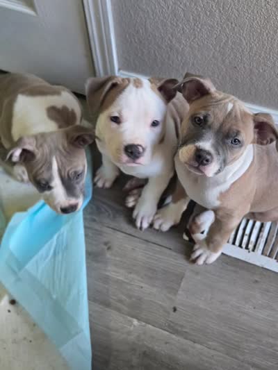 Sally, a female American Staffordshire Terrier and American Pit Bull Terrier for sale in Littleton, CO – 3 of 3