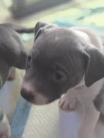 Snoopy , a female American Staffordshire Terrier for sale in Littleton, CO – 3 of 3