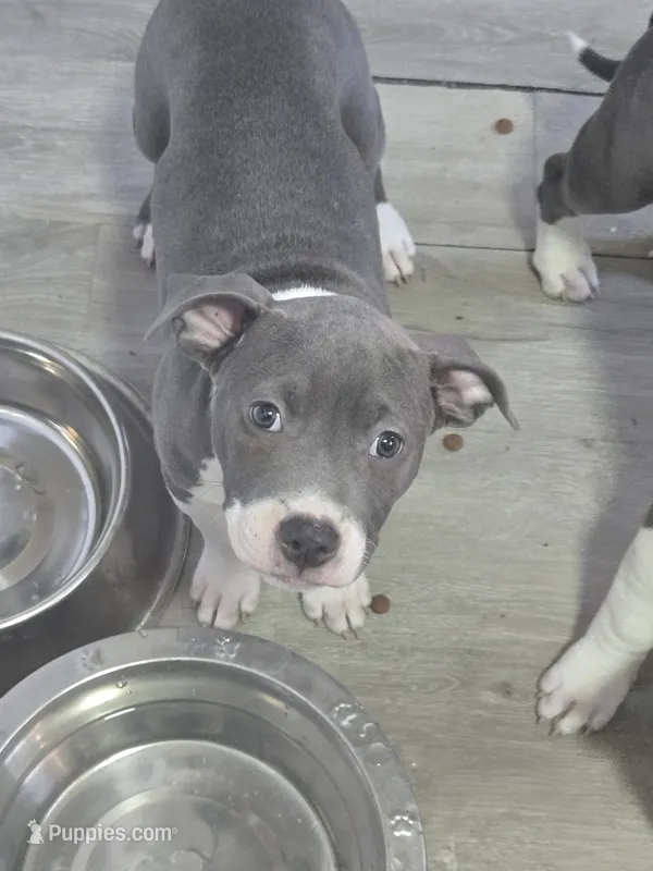 Snoopy  – American Staffordshire Terrier puppy for sale in Littleton, CO
