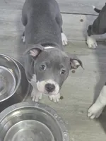 Snoopy , a female American Staffordshire Terrier for sale in Littleton, CO – 1 of 3