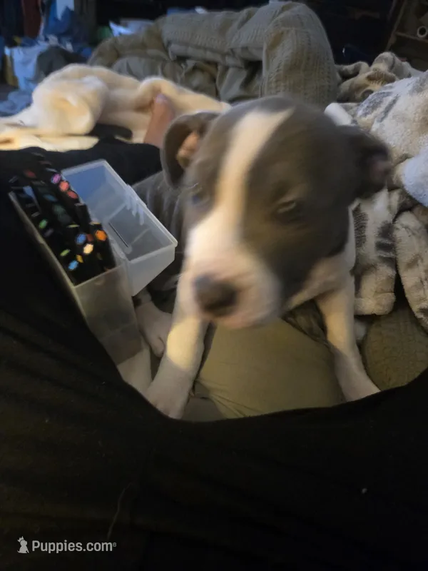 Wilma – American Staffordshire Terrier, American Pit Bull Terrier puppy for sale in Littleton, CO
