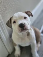 Sally, a female American Staffordshire Terrier and American Pit Bull Terrier for sale in Littleton, CO – 1 of 3